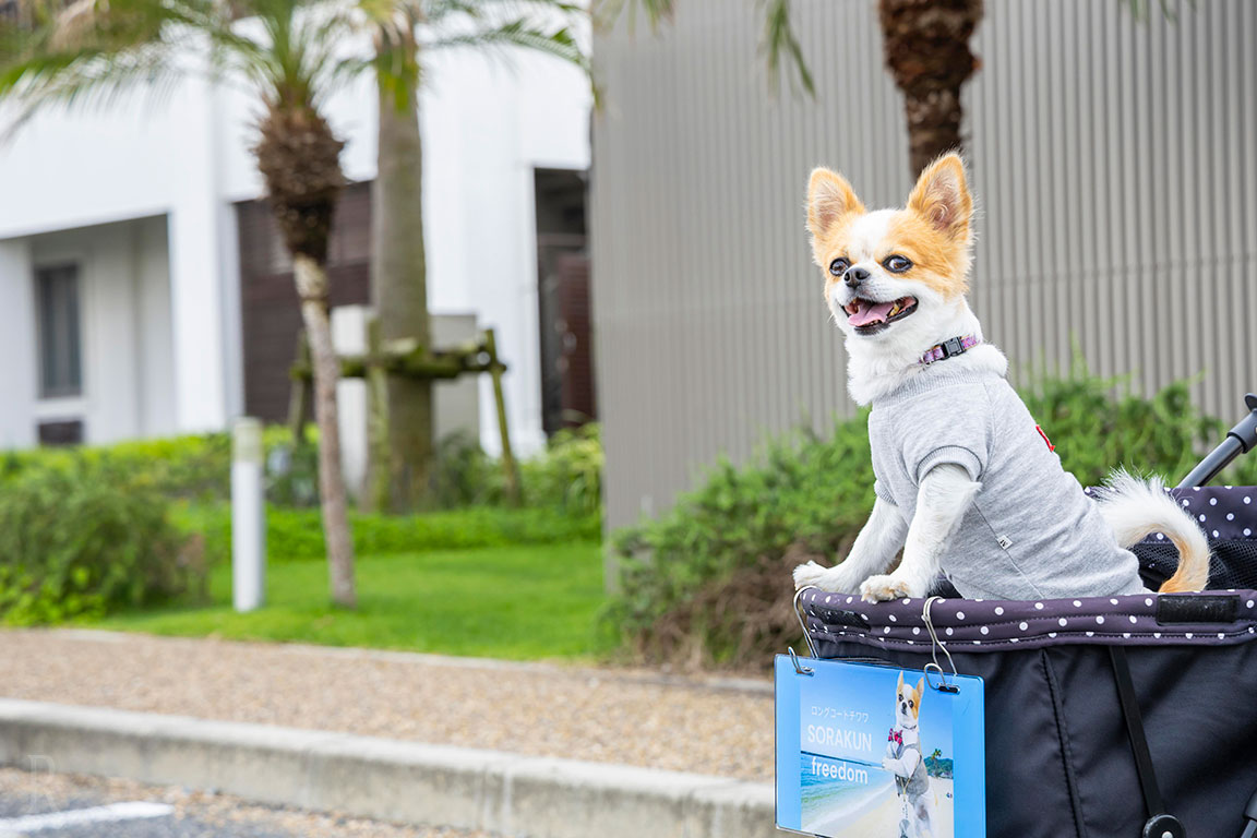 愛犬と一緒にリゾートステイ